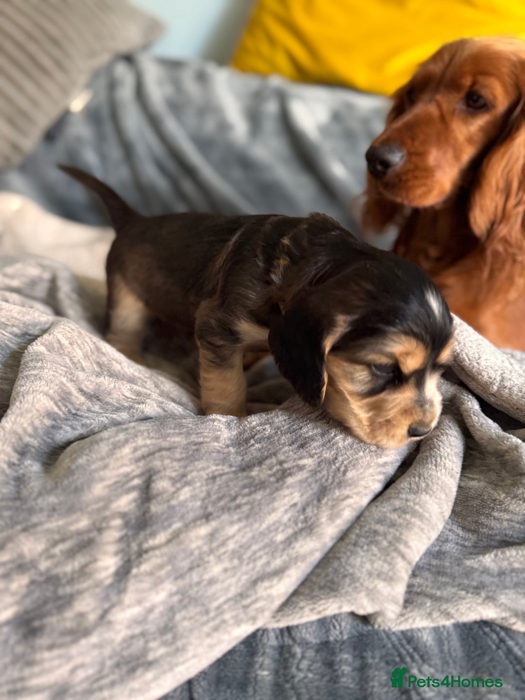 Cocker Spaniel dogs for sale: Show line cocker spaniels - Image 12