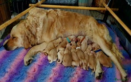 Golden Retriever dogs for sale: 🐕‍🦺Beautiful Pedigree Golden Retriever Puppies🦮 - Image 37