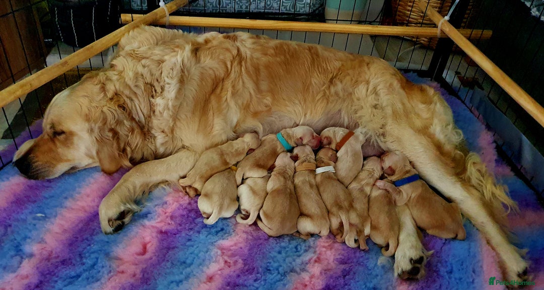 Golden Retriever dogs for sale: 🐕‍🦺Beautiful Pedigree Golden Retriever Puppies🦮 - Image 37