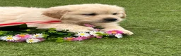 Golden Retriever dogs for sale: 🏆🏆 Fully health tested kc reg boys 🏆🏆 - Advert 4
