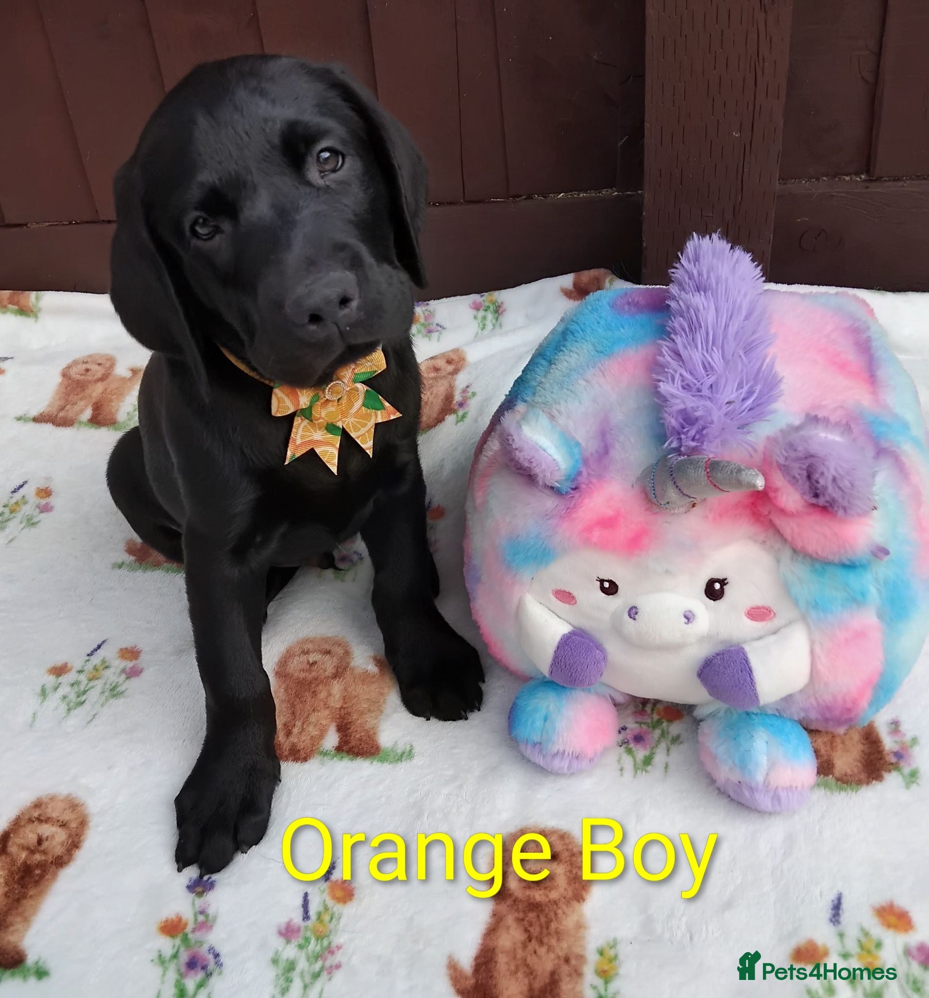 Labrador Retriever dogs 🐾 ONLY 1 BOY LEFT – READY FOR FOREVER HOMES! ❤️ - Advert 16