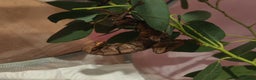 Stick Insects invertebrates for sale: Extatosoma tiaratum, Australian walking stick Eggs - Advert 6