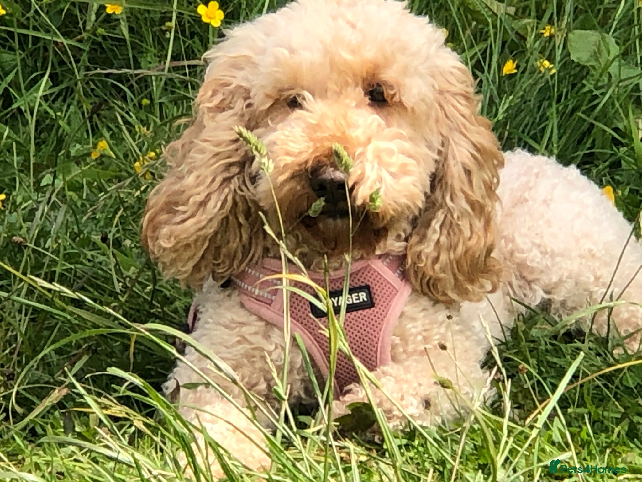 Cockapoo dogs DNA Tested Apricot Cockapoo Puppies - Advert 1