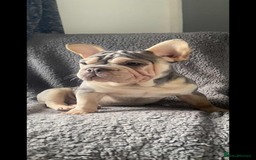 Mixed Breed dogs for sale: Blue & tan EA Siberian husky velvet French bulldog - Image 1