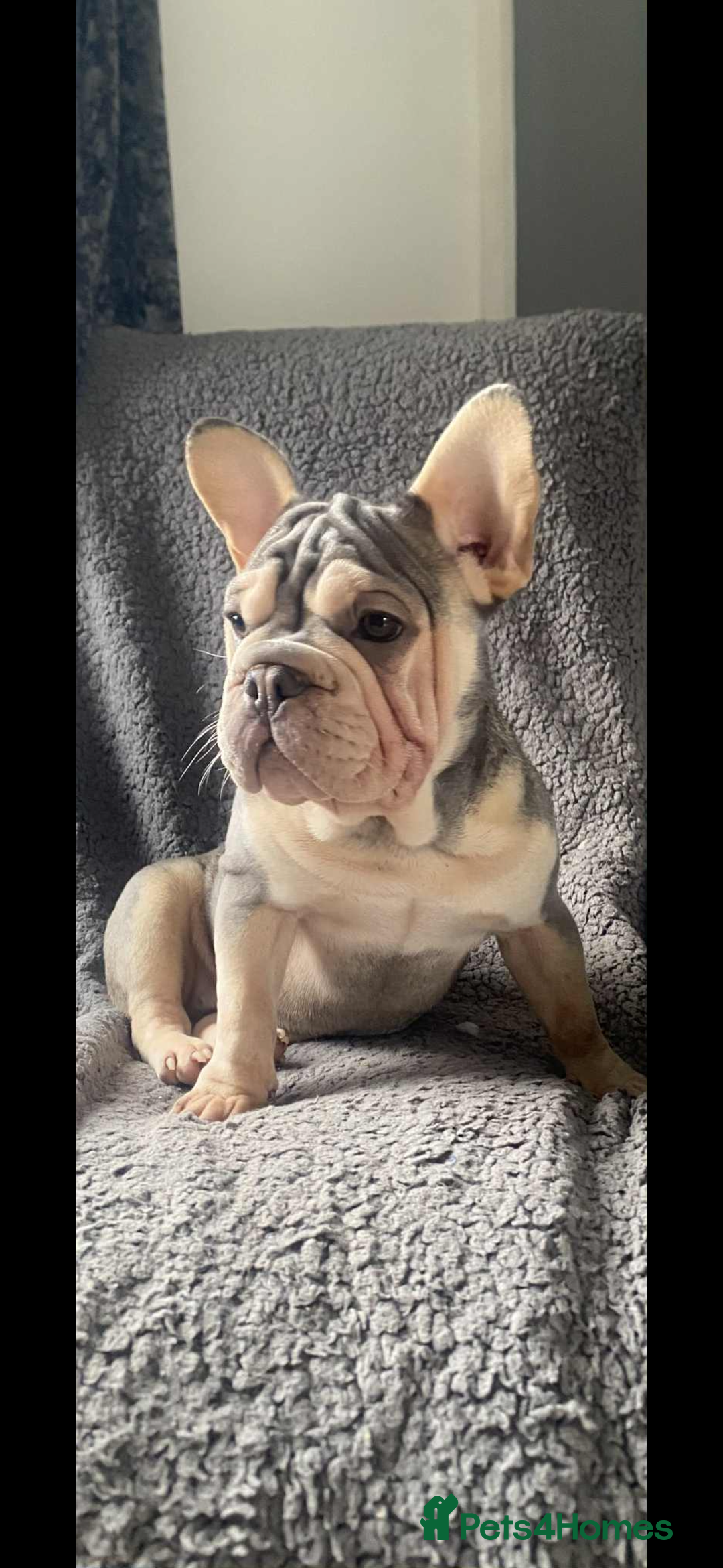 Mixed Breed dogs for sale: Blue & tan EA Siberian husky velvet French bulldog - Image 1