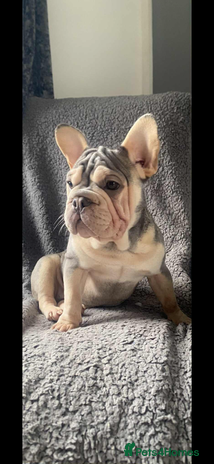 Mixed Breed dogs - Advert 6