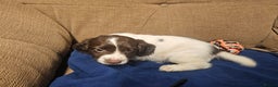 English Springer Spaniel dogs for sale: Working Springer Spaniel Pups L/w - Advert 12