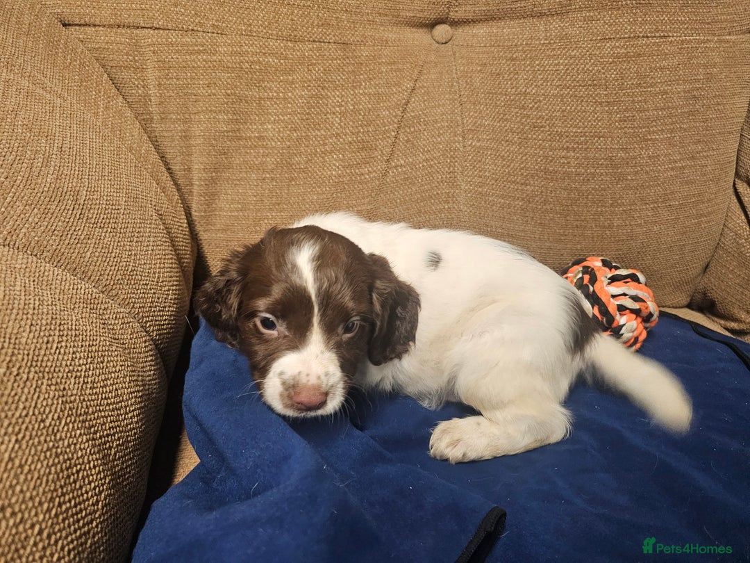 English Springer Spaniel dogs for sale: Working Springer Spaniel Pups L/w - Advert 12
