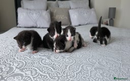 Domestic Shorthair cats for sale: A little of 5 beautiful kittens! - Advert 1