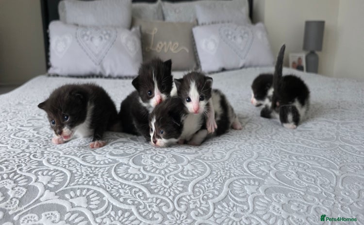 Domestic Shorthair cats A little of 5 beautiful kittens! - Advert 6