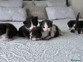 Domestic Shorthair cats A litter of 5 beautiful kittens! - Advert 7