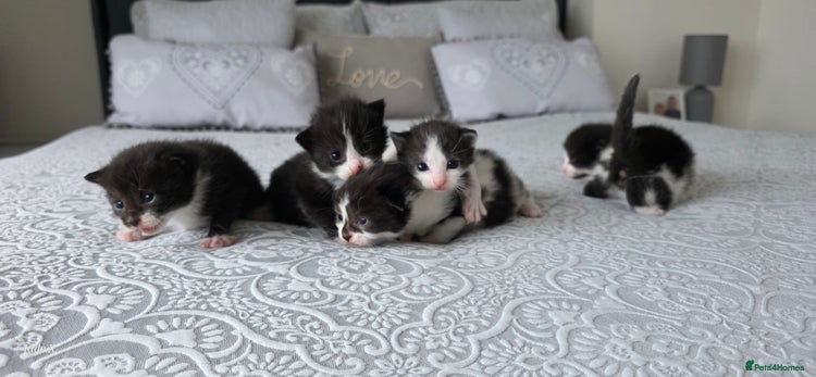 Domestic Shorthair cats A litter of 5 beautiful kittens! - Advert 1