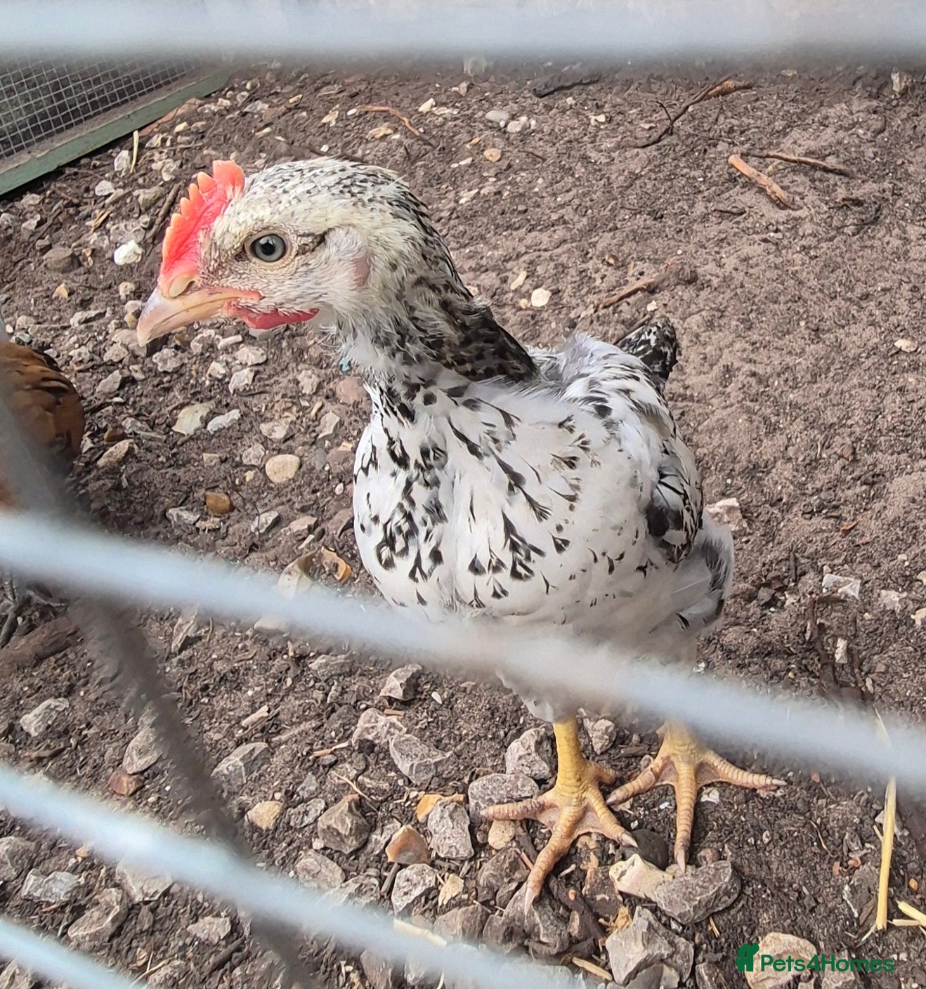 Chickens poultry for sale: Blacktail - Advert 1