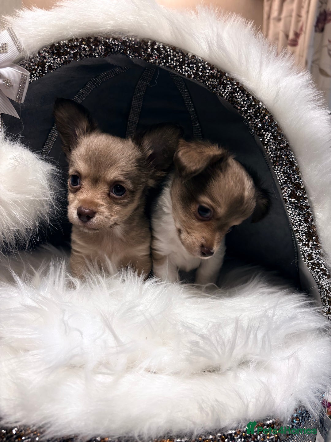 Mixed Breed dogs for sale: Stunning miniature toy chiweenie pups male female - Advert 7