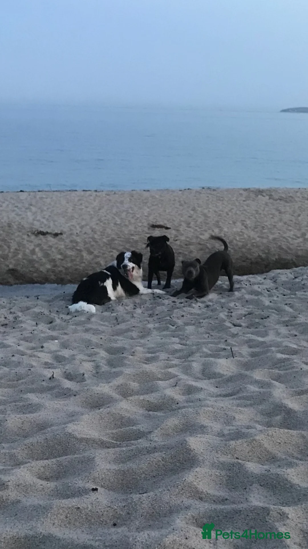 Staffordshire Bull Terrier dogs for sale: Blue Staffordshire bull terriers KC champion lines - Advert 28