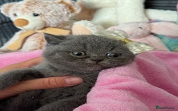 British Shorthair cats for sale: Gorgeous Champions line British Shorthair - Image 18