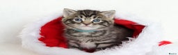 Mixed Breed cats for sale: Beautiful Kittens - Advert 8