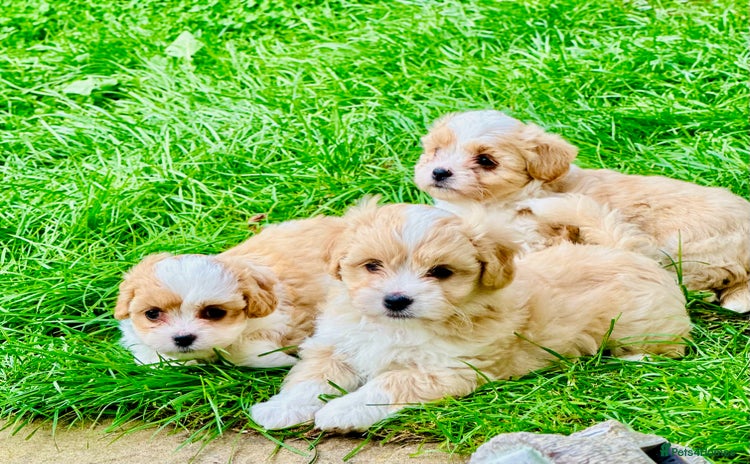 Bichon Frise dogs - Advert 1
