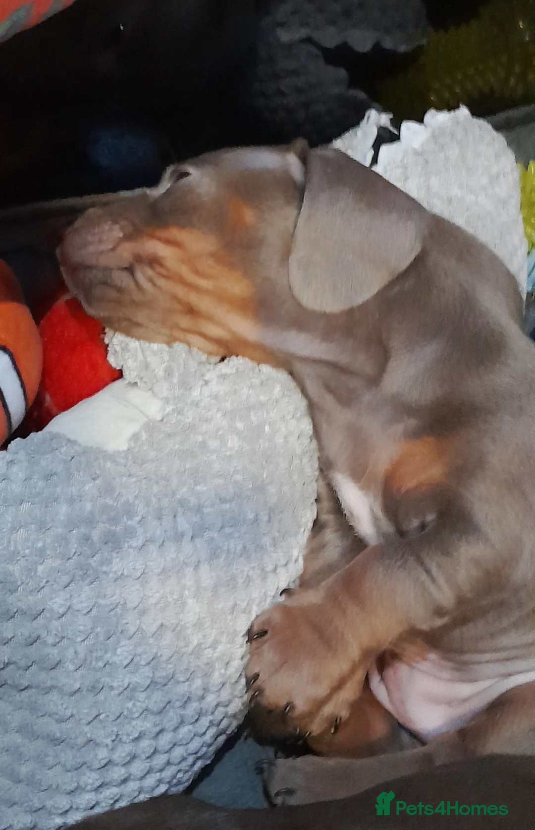 Miniature Dachshund dogs for sale: REDUCED - KC Isabella male left mini daxi  - Advert 4