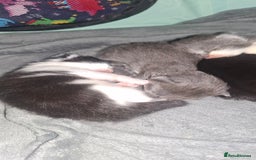 Maine Coon cats for sale: Maine coons x tabby - Image 3