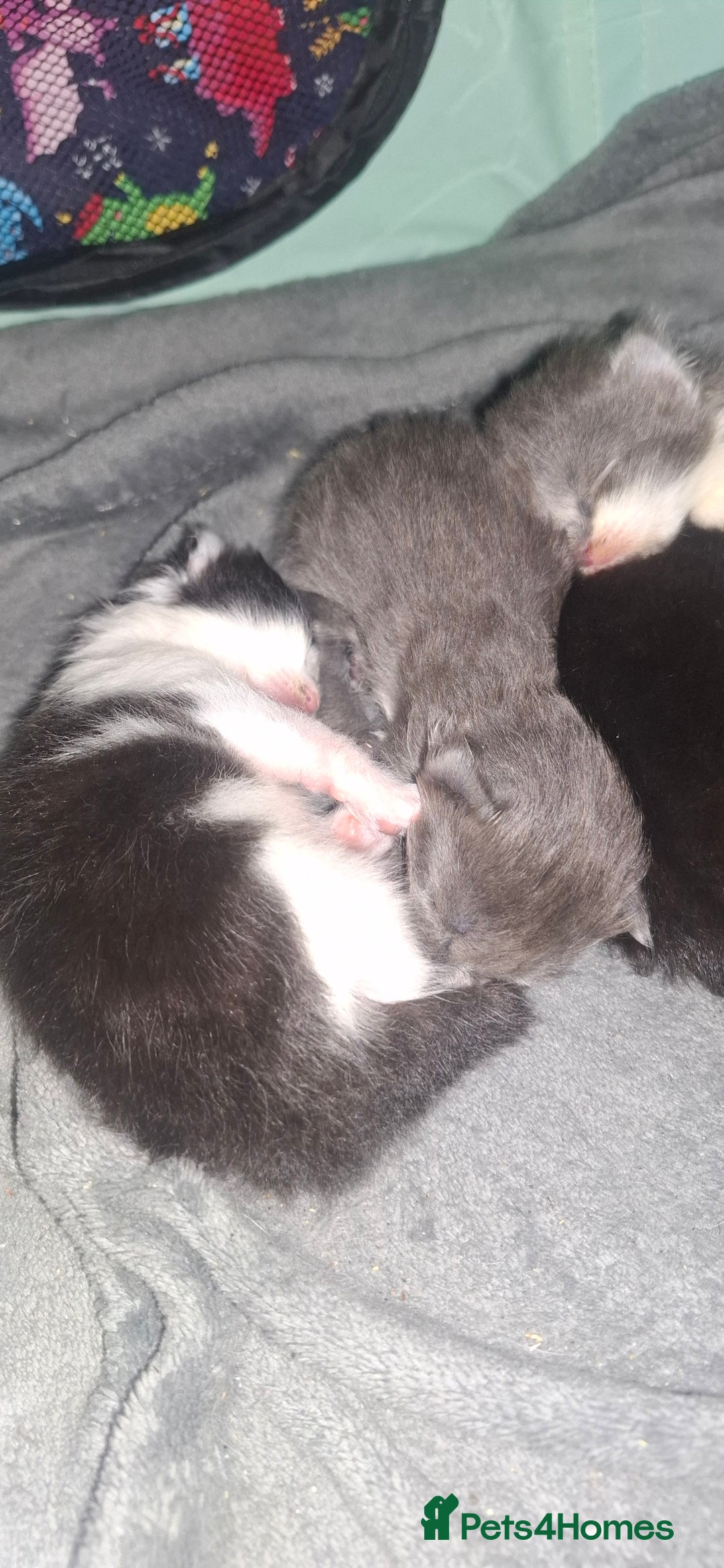 Maine Coon cats for sale: Maine coons x tabby - Image 3