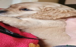 Cavapoo dogs for sale: Beautiful cavapoo Girl Ready to leave now - Image 5