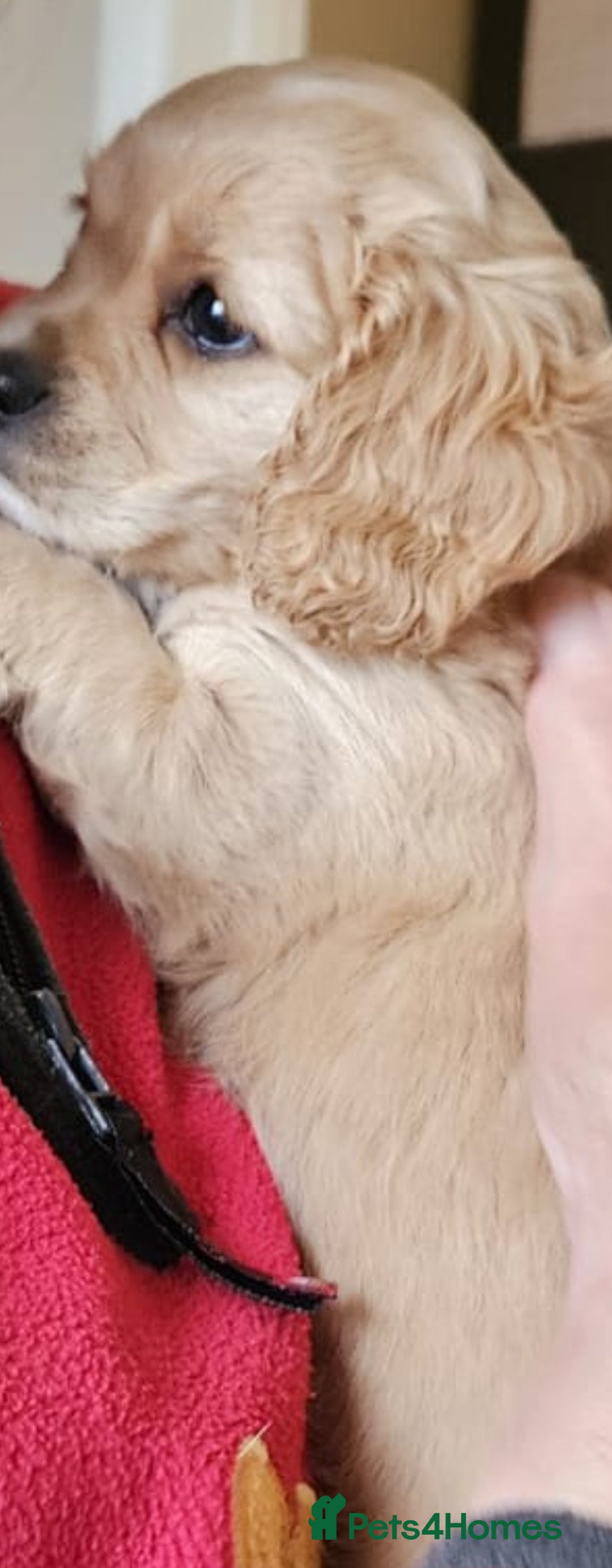 Cavapoo dogs for sale: Beautiful cavapoo Girl Ready to leave now - Image 5