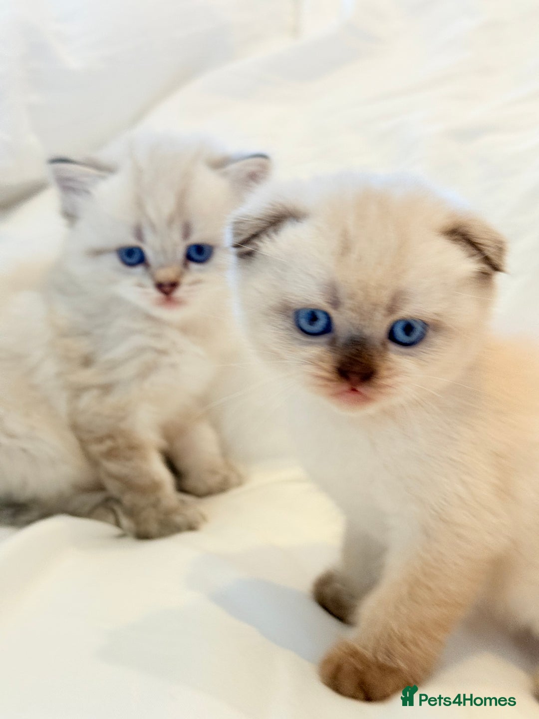 Scottish Fold cats for sale: Half Scottish half British short hair  in London - Image 14