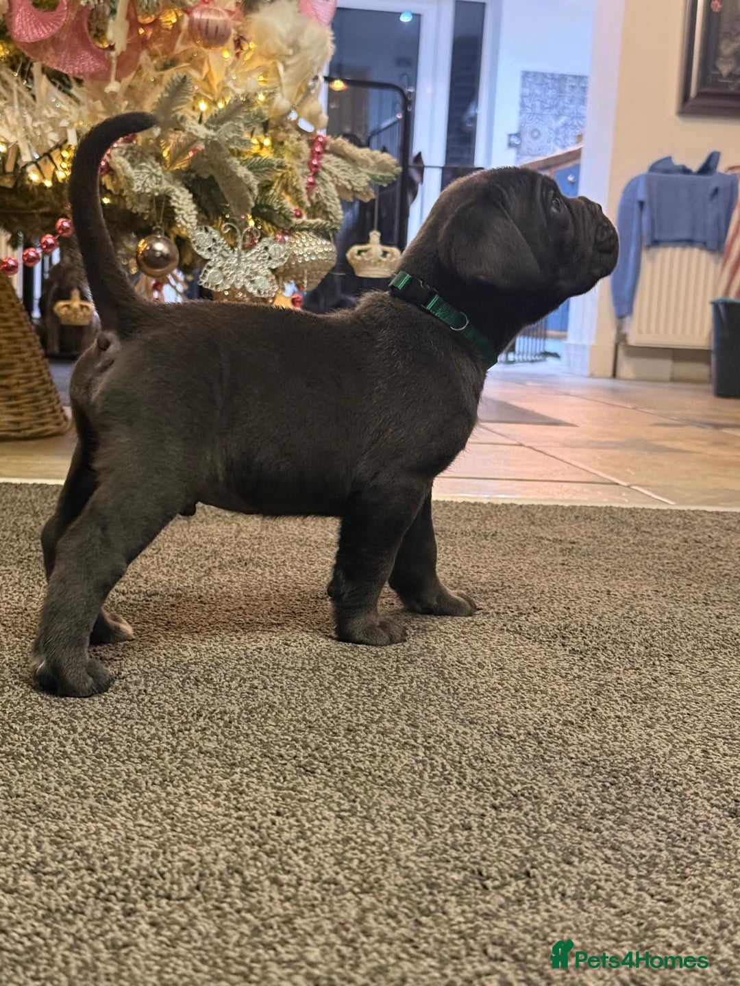 Cane Corso dogs for sale: Exceptional Quality Full Pedigree  - Advert 5
