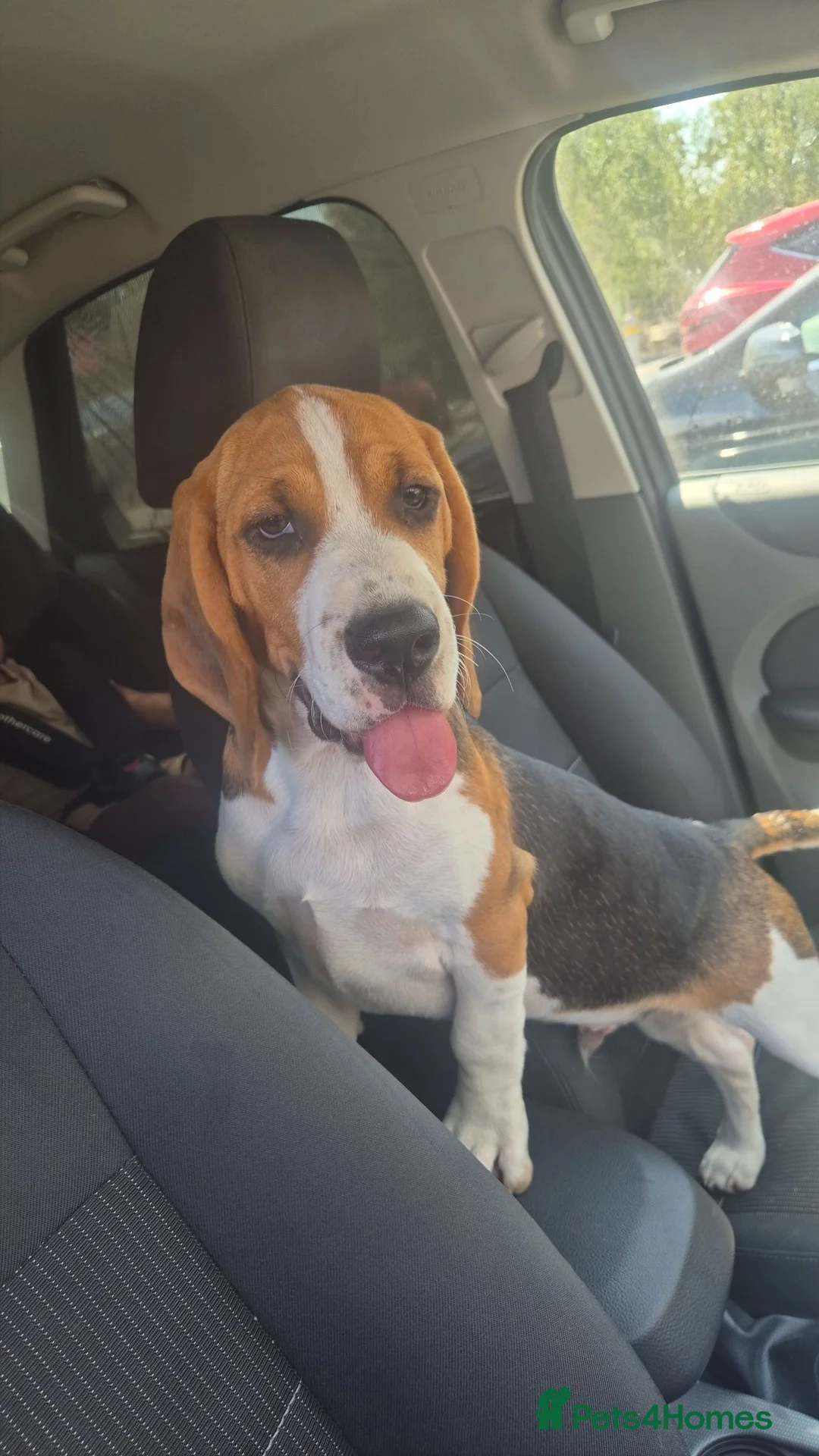 Beagle dogs for sale: Beautiful boy beagle - Advert 1