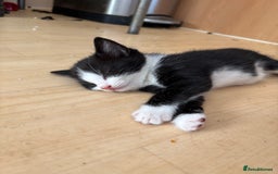 British Shorthair cats for sale: 11 SHORTHAIRED AND LONGHAIRED KITTENS - Image 16