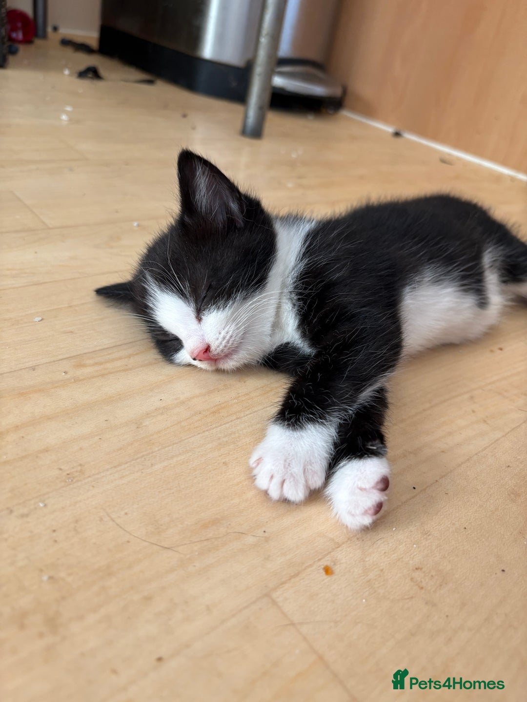 British Shorthair cats for sale: 11 SHORTHAIRED AND LONGHAIRED KITTENS - Image 16