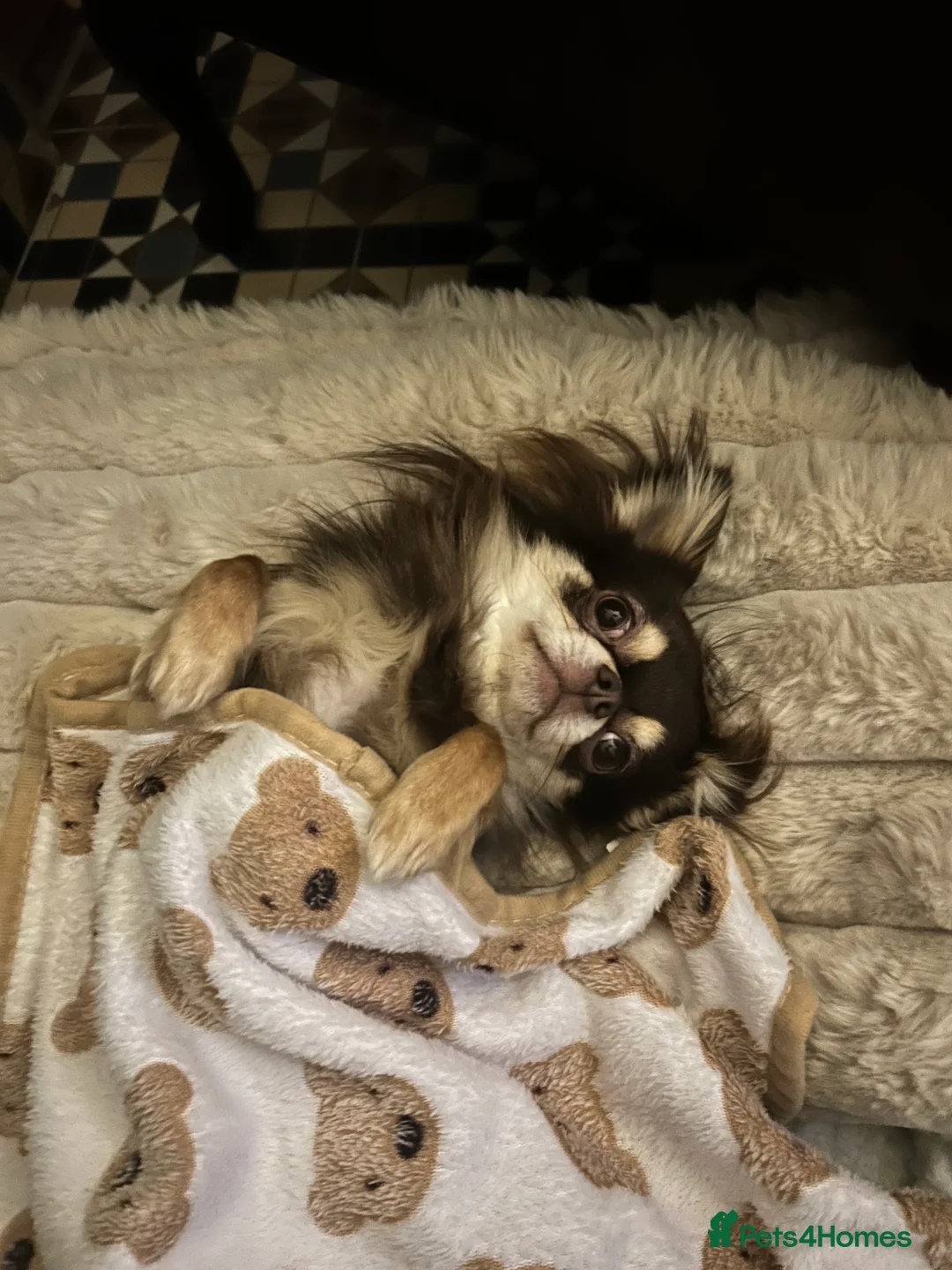 Chihuahua dogs for stud: 🌟 Meet Bobby – Long-Haired Chihuahua Stud 🌟 in Newcastle upon Tyne - Advert 2