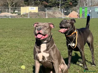 Mixed Breed dogs Rare Brutale bloodline 🔥Staffyxhusky puppies 🔥 - Advert 1