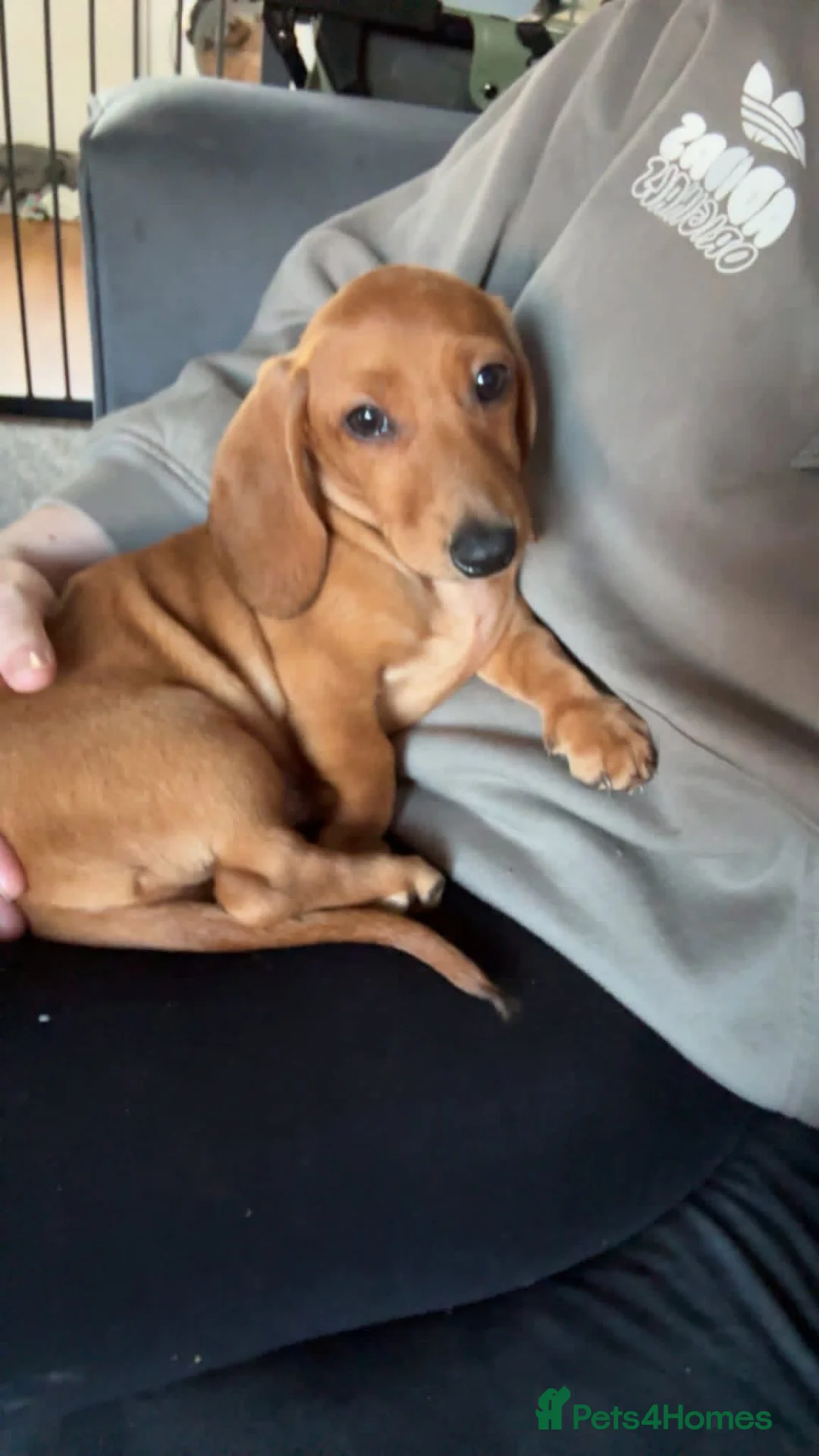 Miniature Dachshund dogs for sale: Daschund - Advert 2