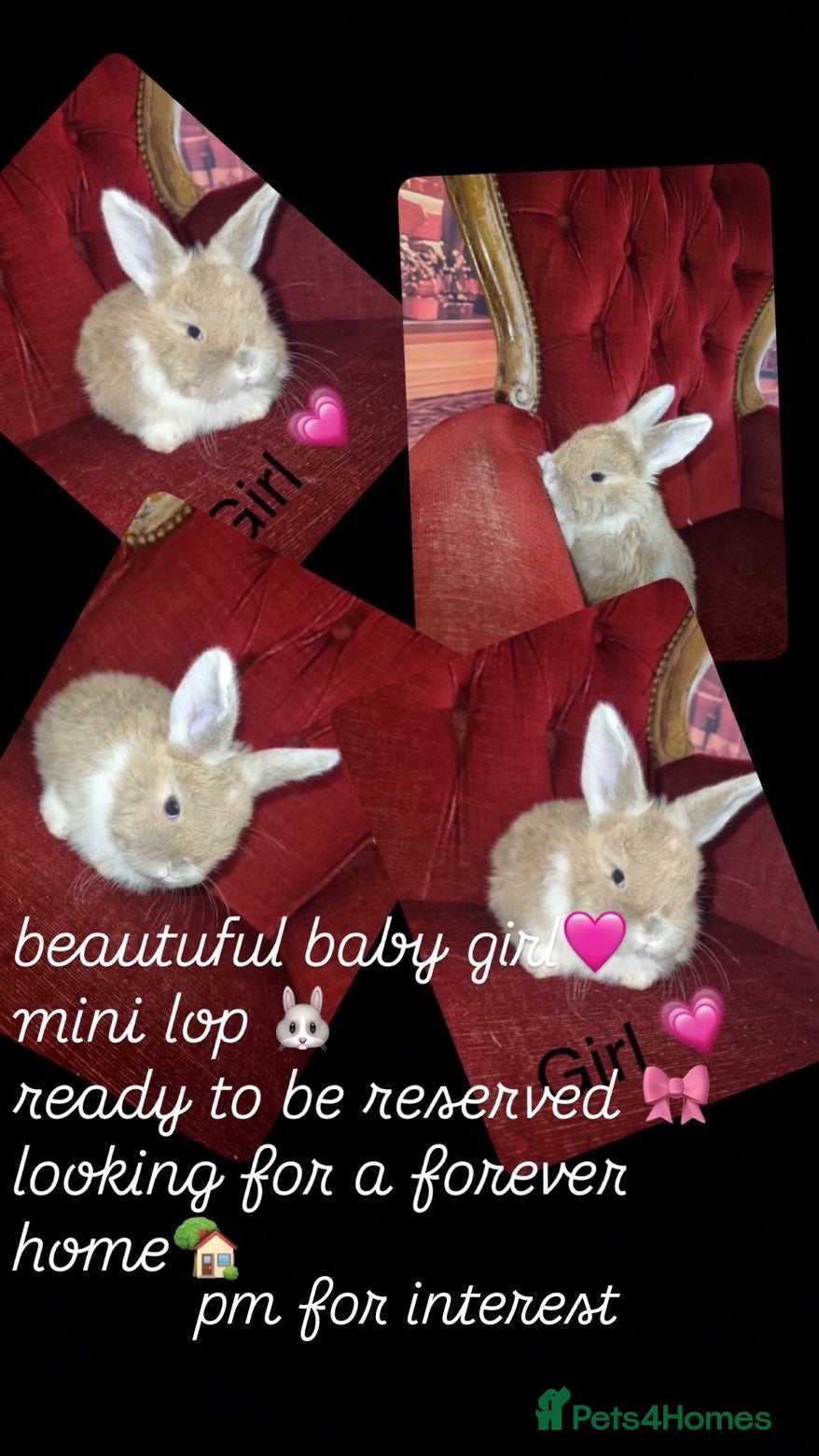 Mini Lop rabbits Full bred Mini lop babies last one!  - Advert 14