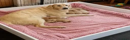 Goldendoodle dogs for sale: An Exceptional Litter Of  Golden doodles Ready Now - Advert 9