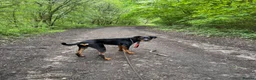 Mixed Breed dogs for sale: Doberman cross  - Advert 3