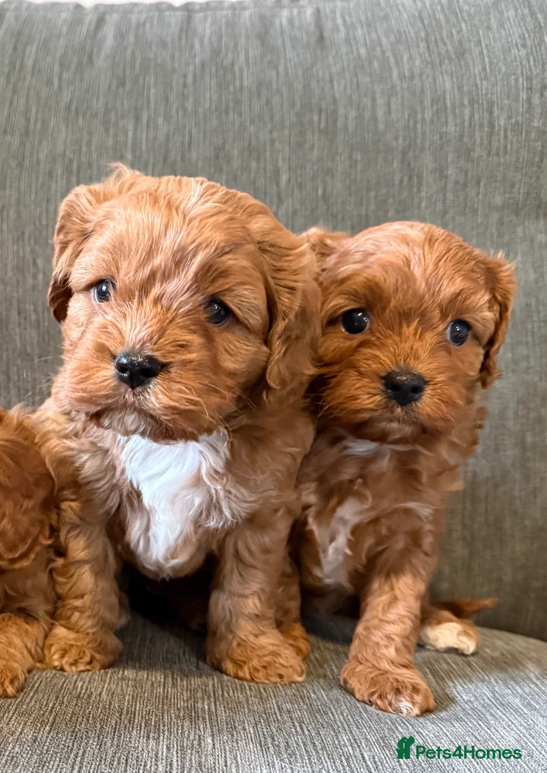 Cavapoo dogs for sale: Beautiful f1 cavapoo puppies  - Advert 14