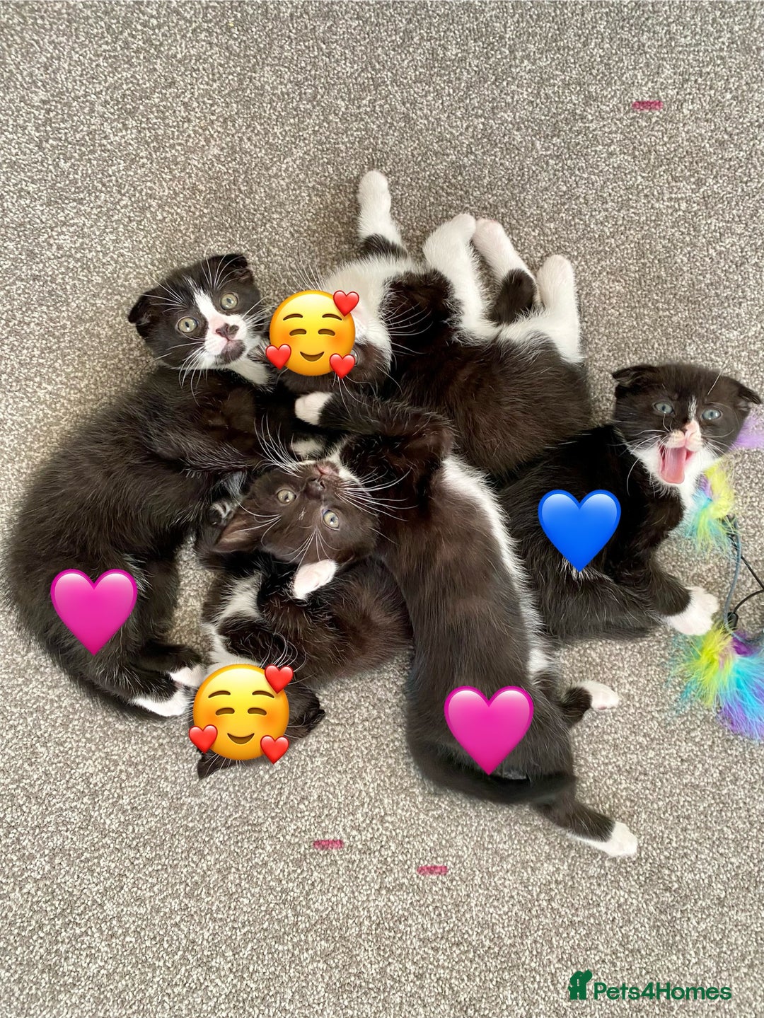 Mixed Breed cats for sale: 3 kittens, 2 girls 1 boy. READ DESCRIPTION  - Advert 11