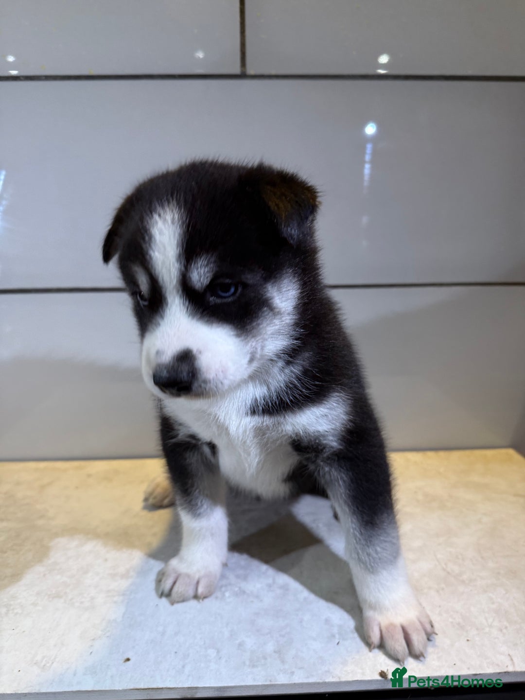 Siberian Husky dogs for sale: Husky Puppy🌸 - Advert 9