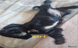 Sprocker dogs for sale: Sprocker puppies  - Image 9