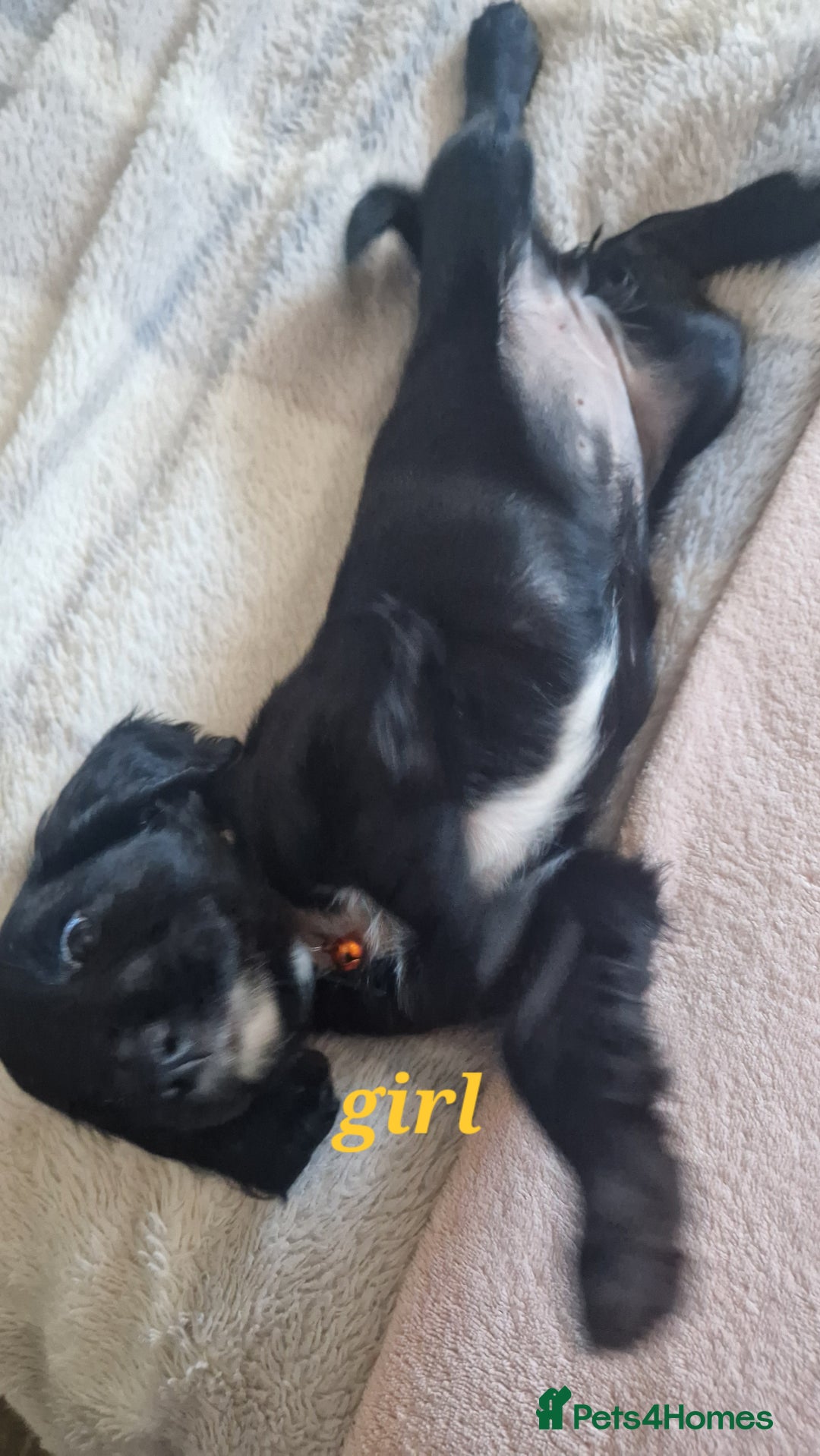Sprocker dogs for sale: Sprocker puppies  - Image 9