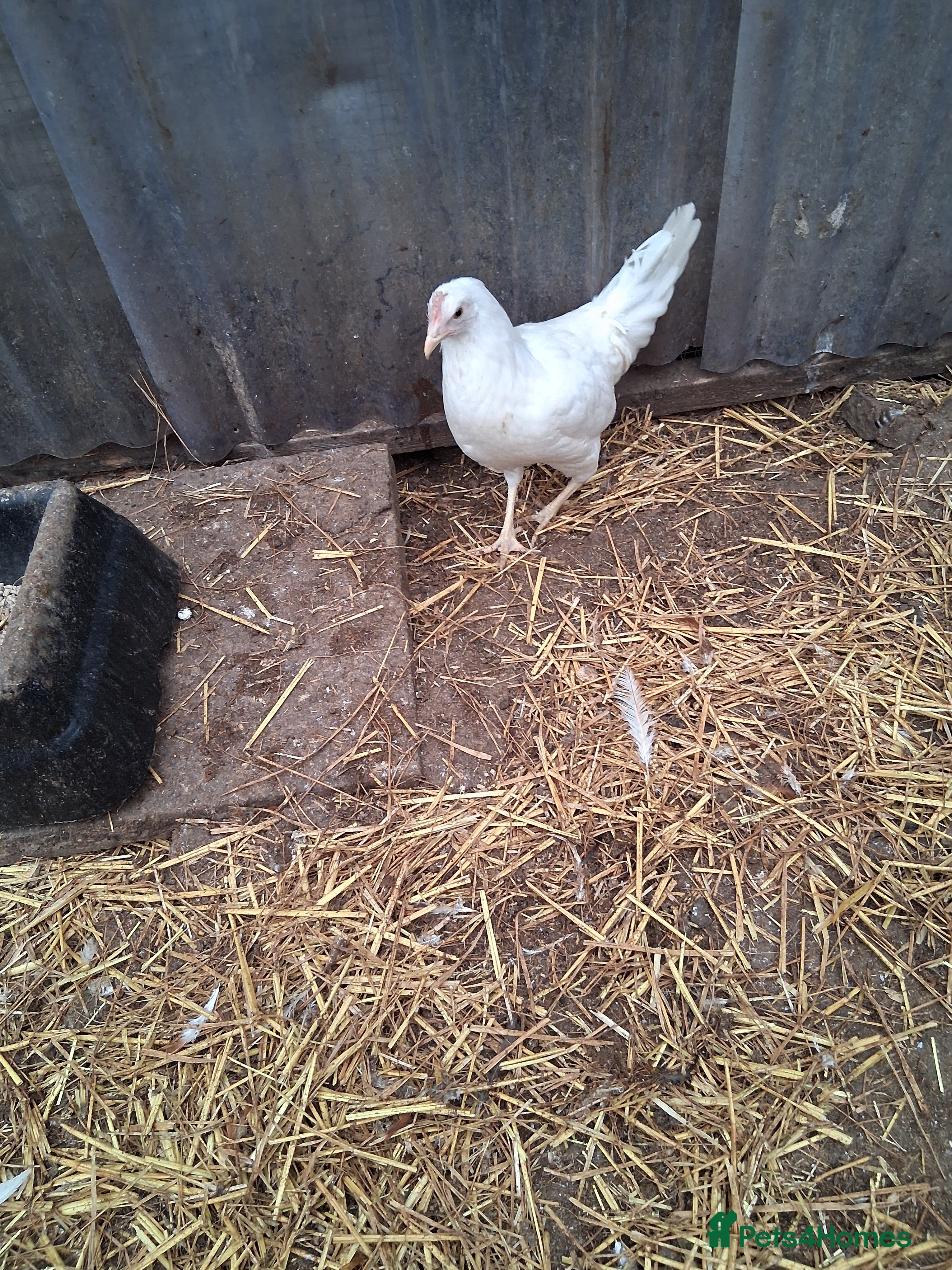 Chickens poultry White hybrid pullets  - Advert 1