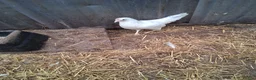 Chickens poultry for sale: White hybrid pullets  - Advert 1