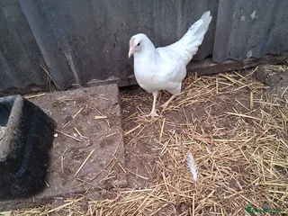 Chickens poultry White hybrid pullets - Advert 1