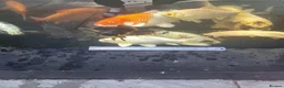 Koi Carp fish for sale: Koi /Orf /Tench- 11 in total in Wellingborough - Advert 9