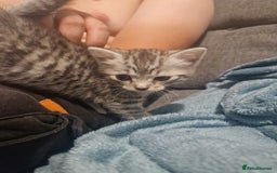 Mixed Breed cats for sale: Beautiful Kittens Available ✨️ in ELY - Image 34