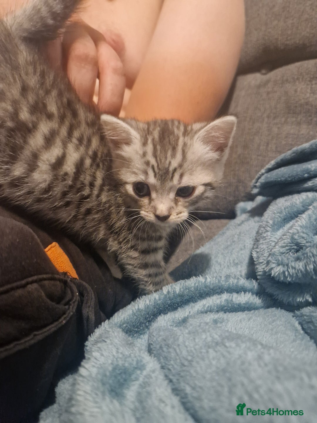 Mixed Breed cats for sale: Beautiful Kittens Available ✨️ in ELY - Image 34