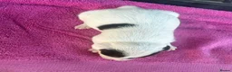Jack Russell dogs for sale: Parson jack russles 5 boys 2 girls  - Advert 7